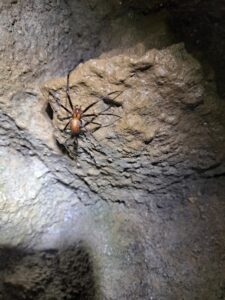 Spinne