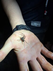 Spinne_Hand8