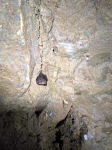 schlafende Fledermaus