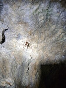 spinne9