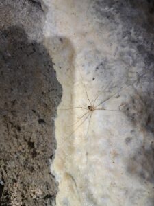 spinne_weiß besser